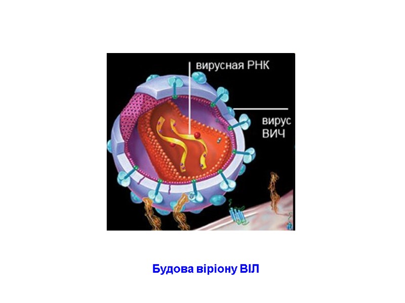 Будова віріону ВІЛ